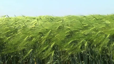 Spikelets of green barley in the field Stock Footage 146894795