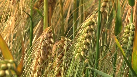 Spikelets of green barley in the field Stock Footage 146894796