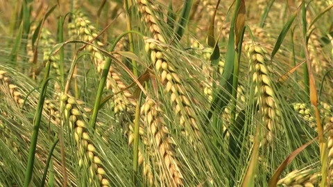 Spikelets of green barley in the field Stock Footage 146894813