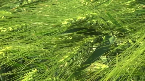 Spikelets of green barley in the field Stock Footage 146894816
