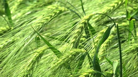 Spikelets of green barley in the field Stock Footage 146894819