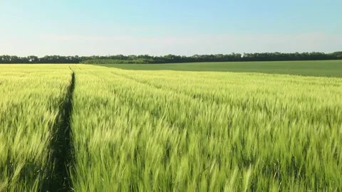 Spikelets of green barley in the field Stock Footage 146894820