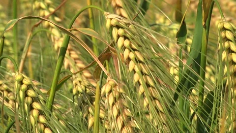 Spikelets of green barley in the field Stock Footage 146894821