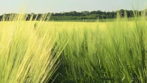 Spikelets of green barley in the field Stock Footage 146894826