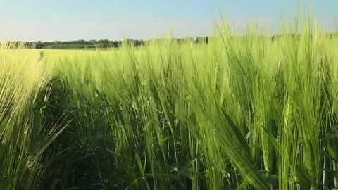 Spikelets of green barley in the field Stock Footage 146894829