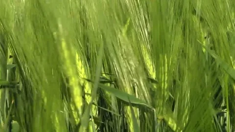 Spikelets of green barley in the field Stock Footage 146894841
