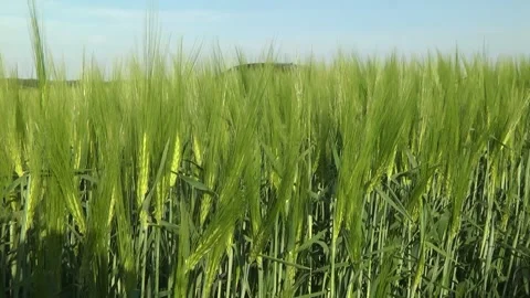 Spikelets of green barley in the field Stock Footage 146894847
