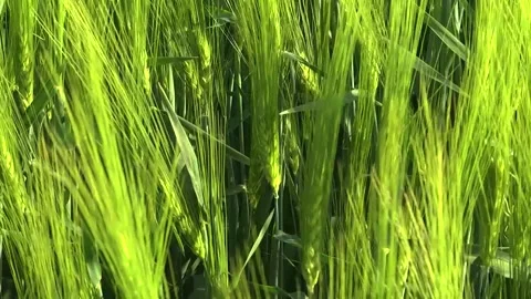 Spikelets of green barley in the field Stock Footage 146894853