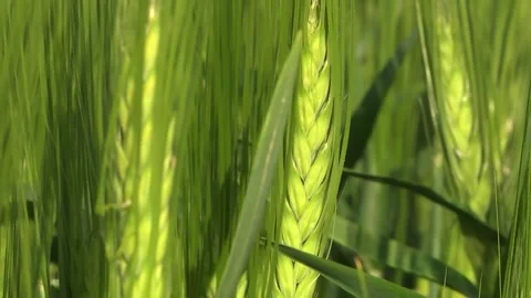 Spikelets of green barley in the field Stock Footage 146894854