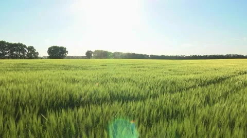 Spikelets of green barley in the field Stock Footage 146894858