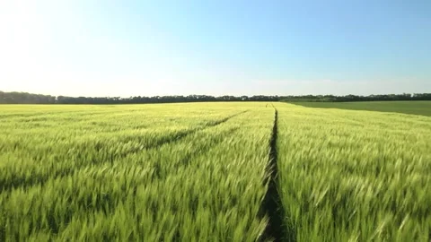 Spikelets of green barley in the field Stock Footage 146894863