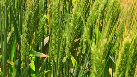 Spikelets of green barley in the field Stock Footage 146894867