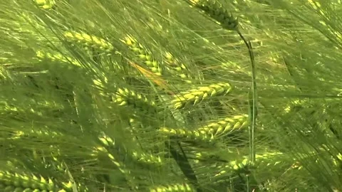 Spikelets of green barley in the field Stock-Footage 146894876