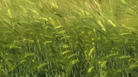 Spikelets of green barley in the field Stock Footage 146894881