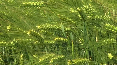 Spikelets of green barley in the field Stock Footage 146894883