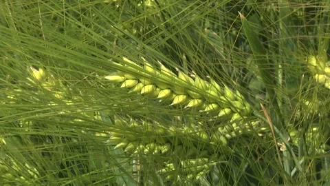 Spikelets of green barley in the field Stock-Footage 146894884