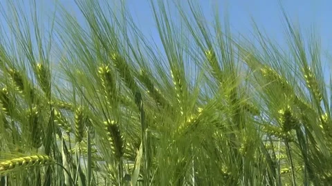 Spikelets of green barley in the field Stock-Footage 146894887