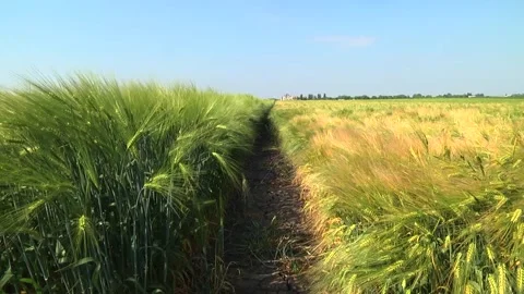 Spikelets of green barley in the field Stock Footage 146894891