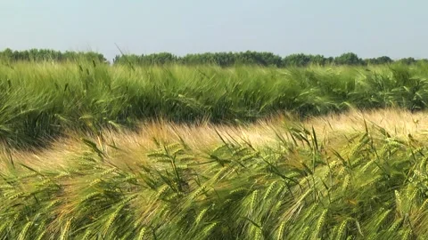 Spikelets of green barley in the field Stock Footage 146894892