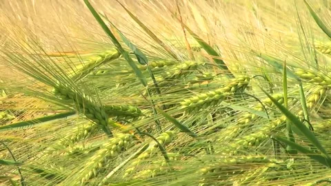 Spikelets of green barley in the field Stock Footage 146894893