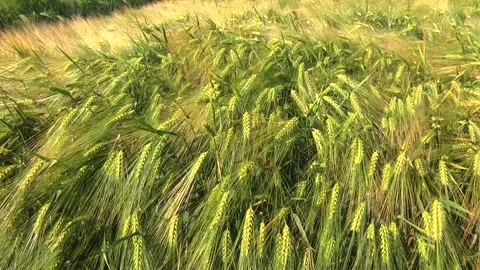 Spikelets of green barley in the field Stock Footage 146894894