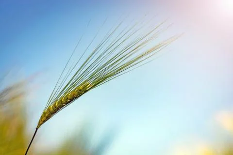Spikelets of green brewing barley in a field. Stock Photos