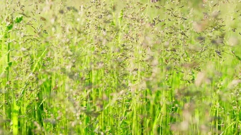 Spikelets of green field grass growing on the edge of the forest. Stock Footage 277559506