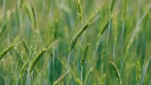 Spikelets of green rye on a farm field. Young cereals grow on the farm Video stock 133047304
