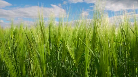 Spikelets of green rye in a field. Growing rye plants. 4k footage. Stock Footage 274970051