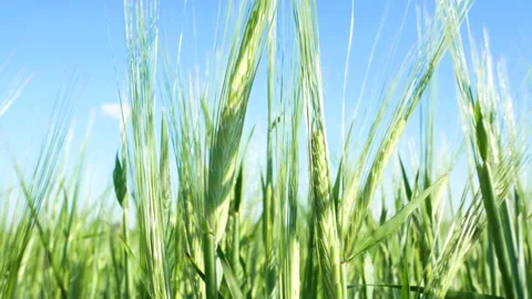 Spikelets of green wheat against the blue sky. Food security in the world Video stock 224720993