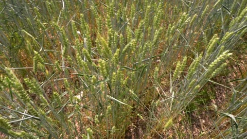 Spikelets of green wheat top view Stock Footage 156173542
