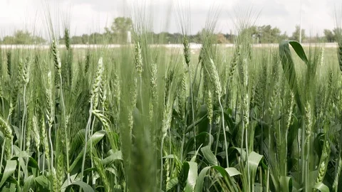 Spikelets of green wheat in the wind, close up shoot Stock-Footage 94238282