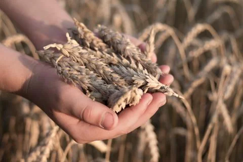 Spikelets in hands, Foto stock