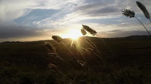Spikelets Herbaceous Plants Swaying in Wind Under Rays of Rising Sun Stock Footage 62570632