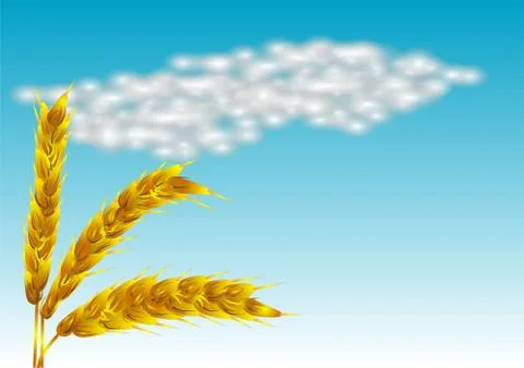 Spikelets Stock Illustration