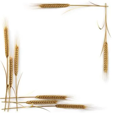 Spikelets Stock Illustration