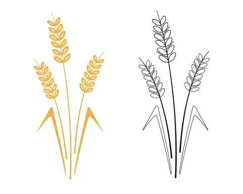 Spikelets Stock Illustration
