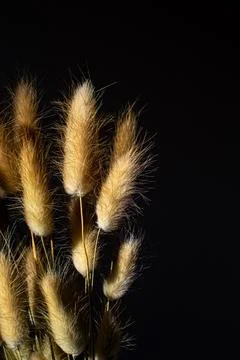 Spikelets of lagurus ovatus in the rays of the setting sun Stock Photos