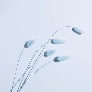 Spikelets on a light blue background. square minimalistic art still life Stock Photos