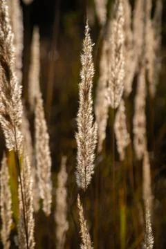 Spikelets in the light of the sun Stock Photos