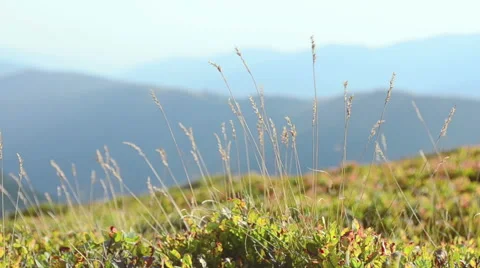 Spikelets in the mountains. Stock Footage 56609324