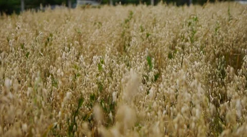 Spikelets of oats, oats field Stock Footage 54236571
