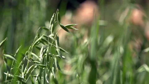 Spikelets of oats stir in the wind. Stock Footage 89937480