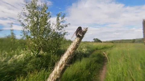 Spikelets of Phleum pratense, fly, group plant, meadow, summer landscape. Vidéo 337661128
