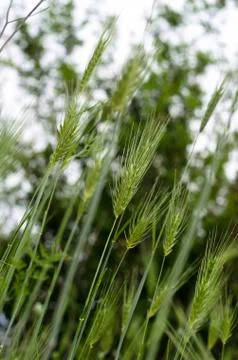Spikelets Stock Photos
