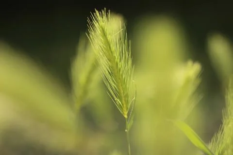 Spikelets 스톡 사진