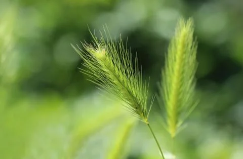 Spikelets Stock Photos