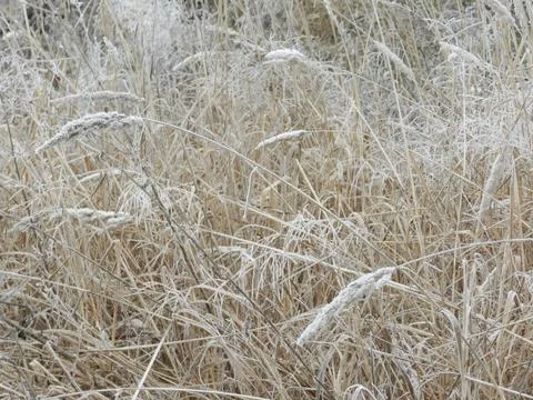 Spikelets Stock Photos