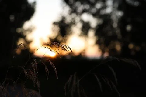 Spikelets Stock Photos