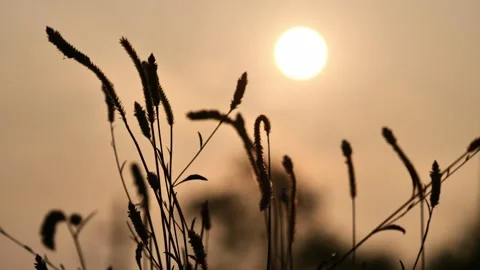 Spikelets of plants against the background of the sunset sky Stock Footage 262728394